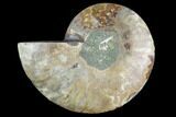 Agatized Ammonite Fossil (Half) - Madagascar #125059-1
